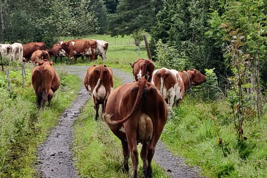 Kor går på väg mjölk grönska