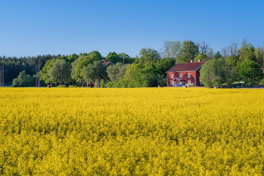 Gyllene rapsfält framför röd stuga och blå himmel