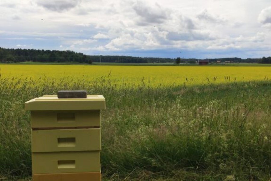 biodling på fält blå himmel