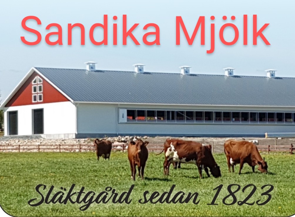 bondgård med betande mjölk kor