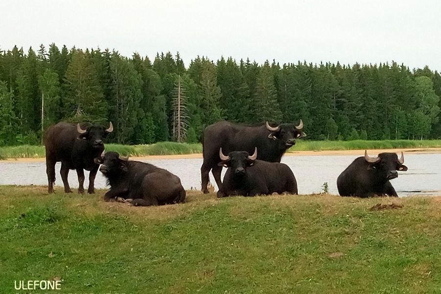 djur äng vid vattnet