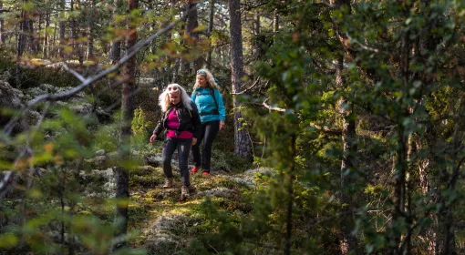 Vandrare med färgglada kläder i mörk tallskog