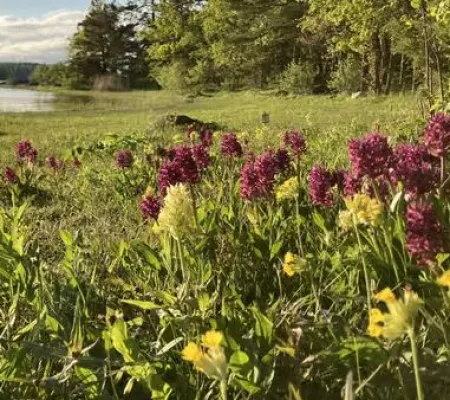 Guidad tur inklusive båtresa från Solö