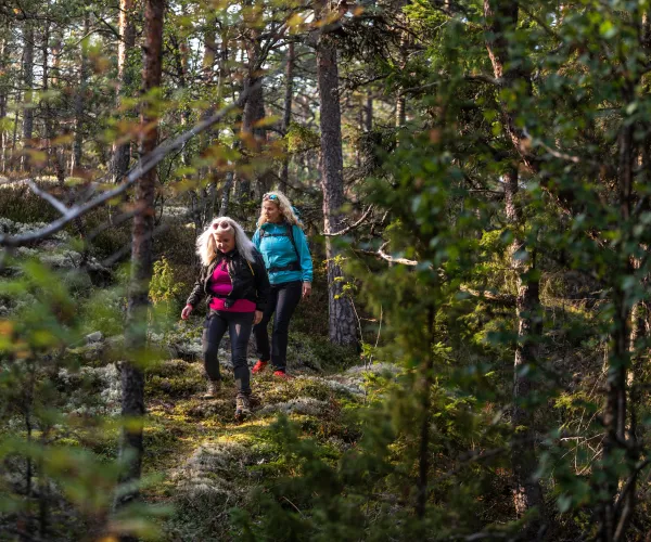 Vandrare i barrskog längs Roslagsleden