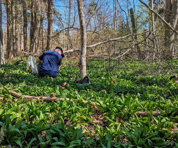 Hukande man och hund mitt i ramslöksfält på Riddersholm