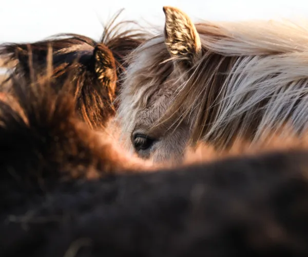 Hästhuvuden i närbild